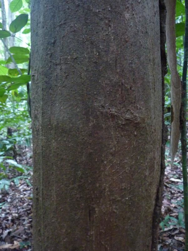 Myrcia decorticans bark