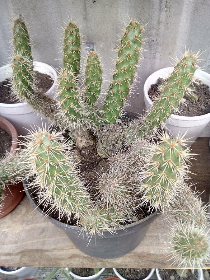 Opuntia pycnantha leaf