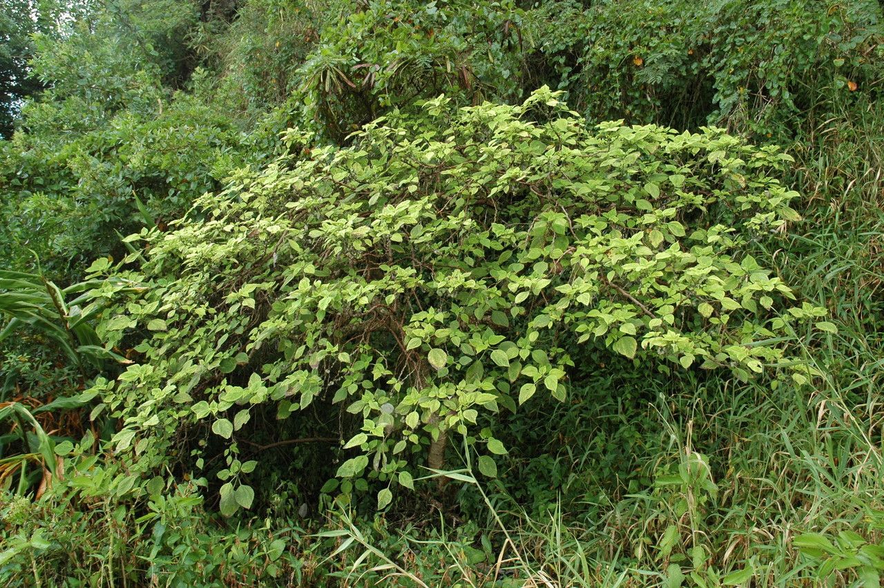 Pipturus albidus habit
