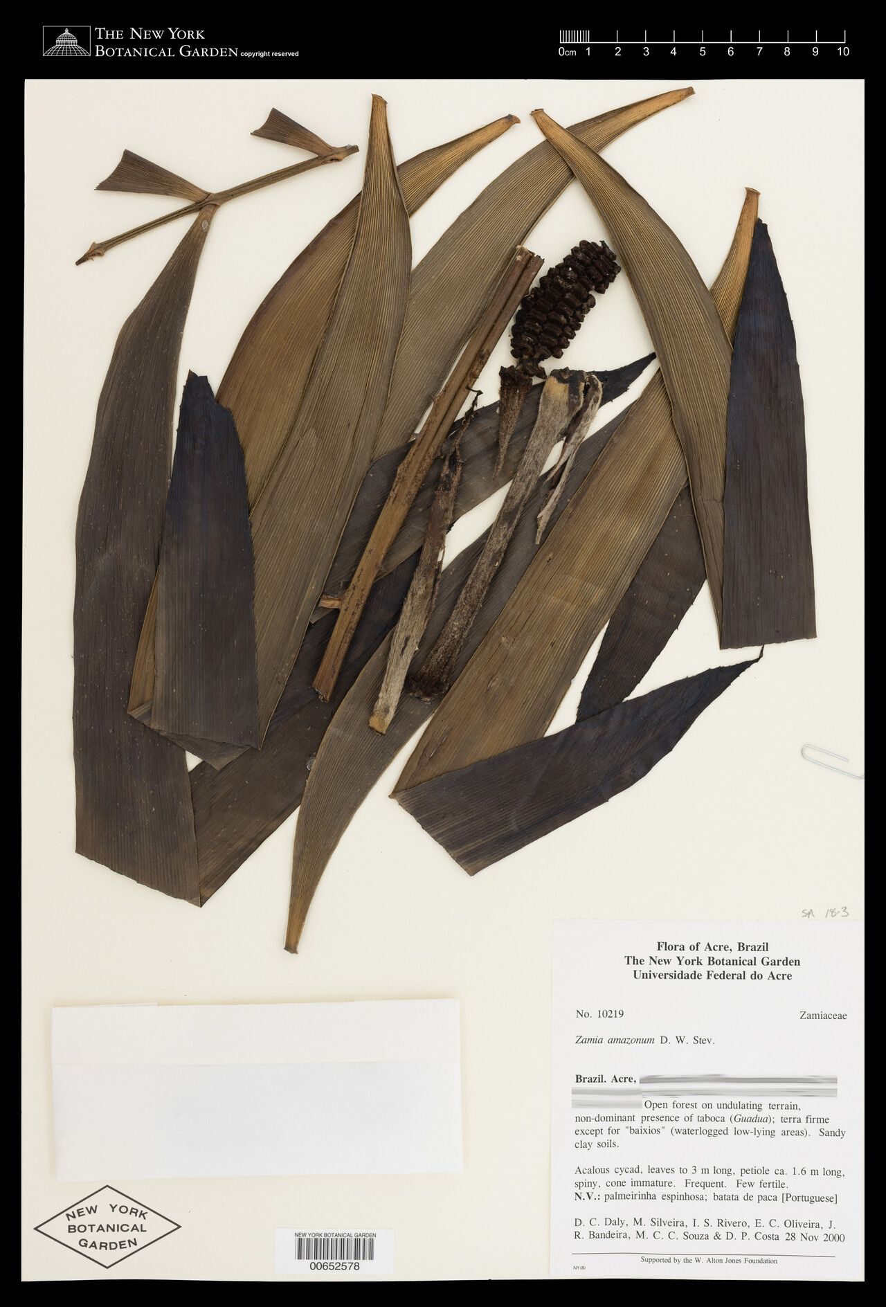 Zamia amazonum fruit