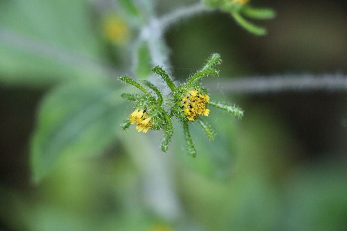 Sigesbeckia pubescens — related species from the same genus