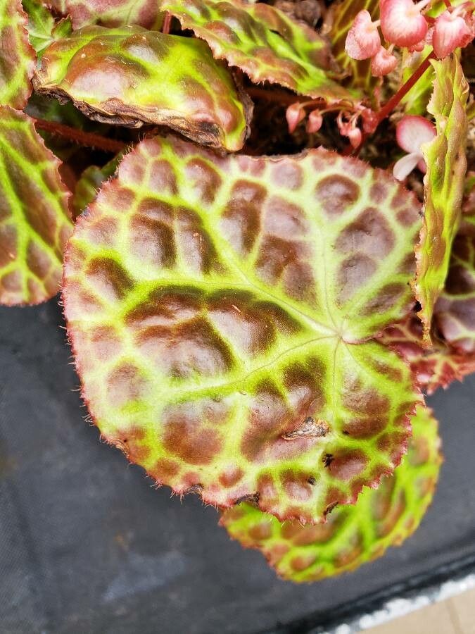 Begonia rajah — search result for 'Begoniaceae'