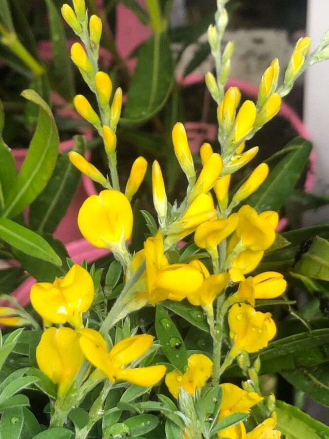 Cytisus villosus flower