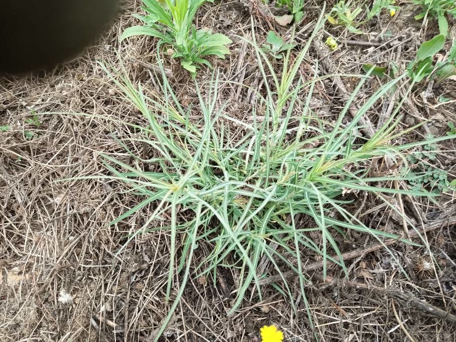 Asclepias asperula habit