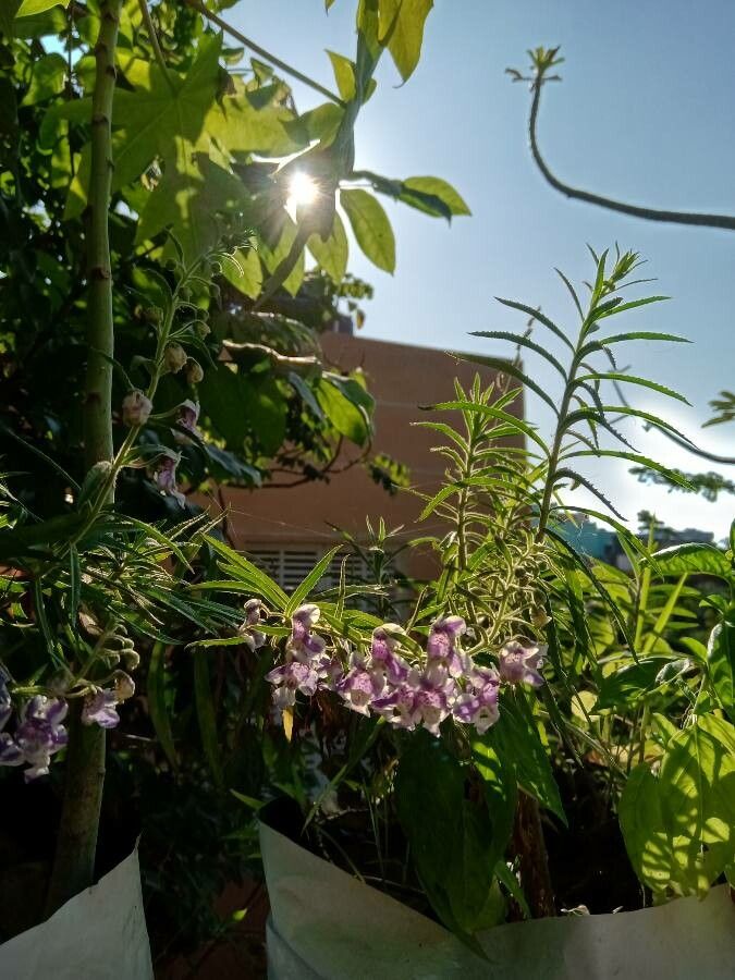 Angelonia salicariifolia