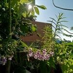 Angelonia salicariifolia