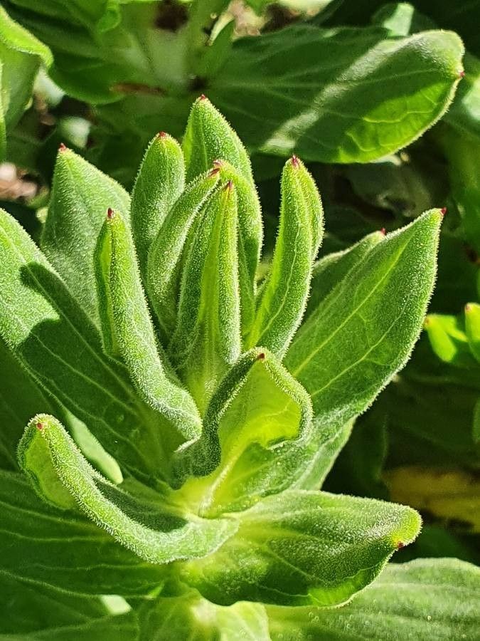 Helichrysum formosissimum leaf