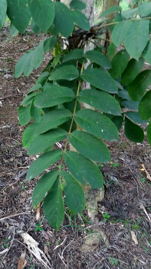 Acrocarpus fraxinifolius leaf