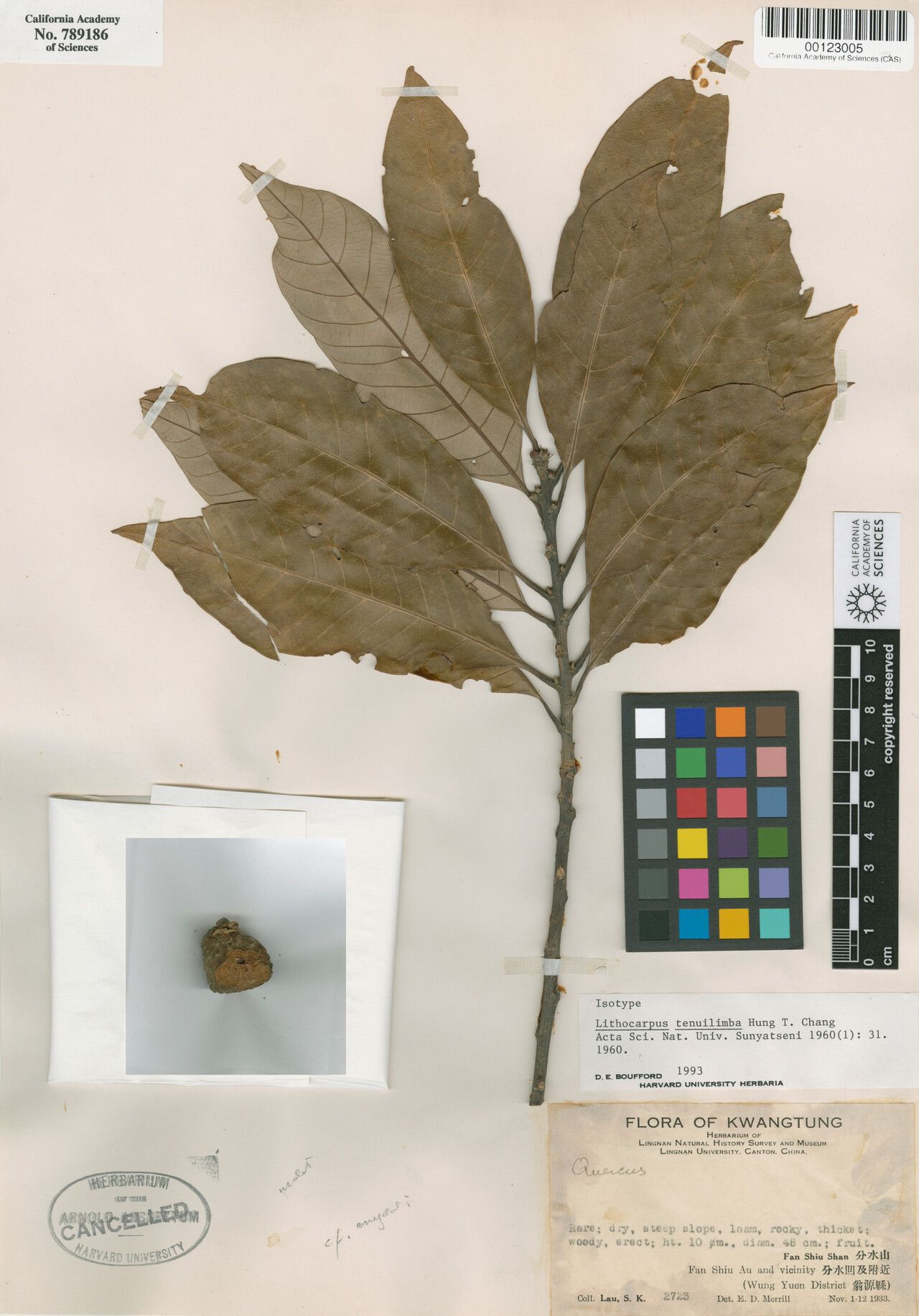 Lithocarpus tenuilimbus — houseplant care guide