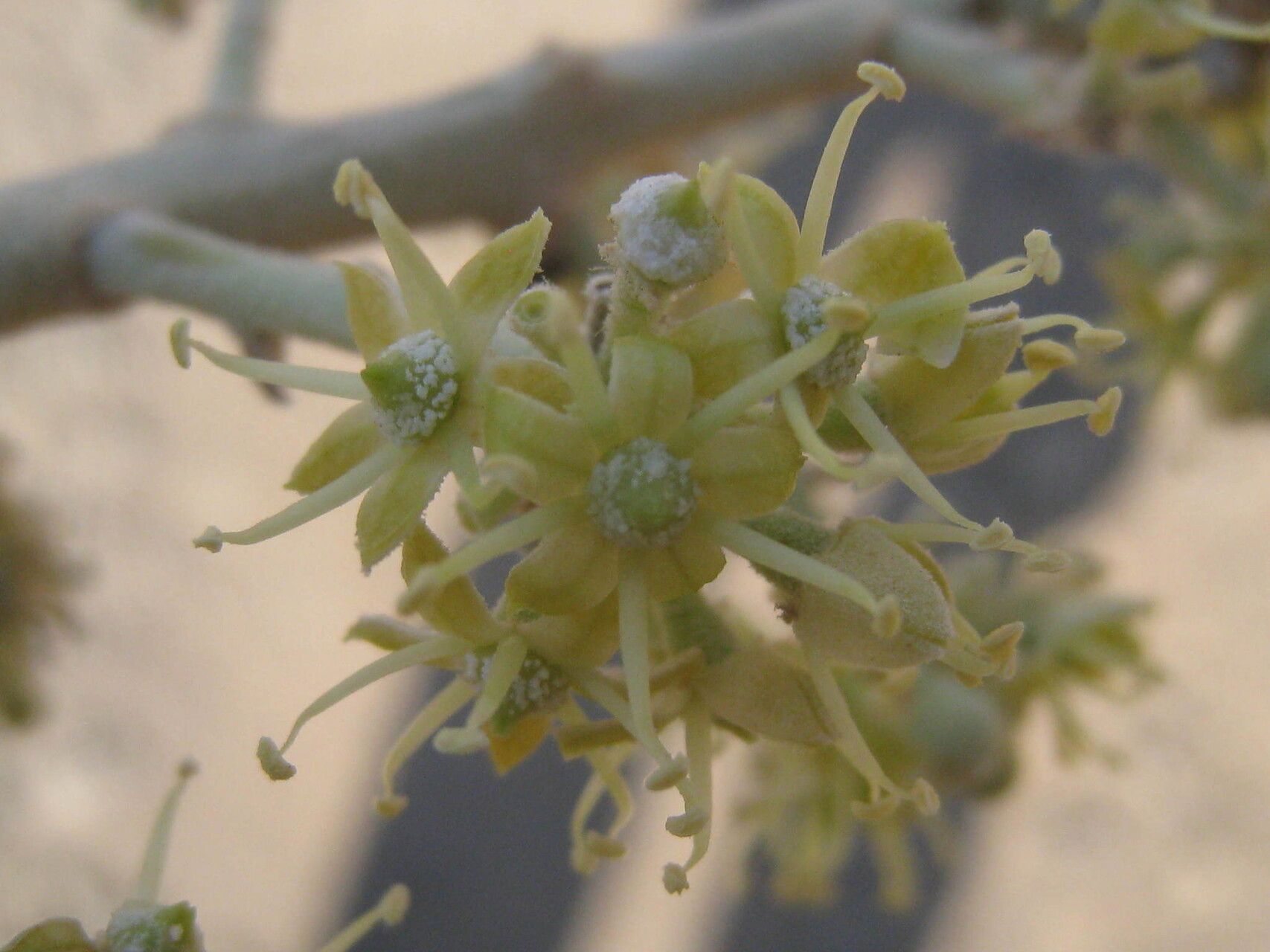 Polyscias floccosa — search result for 'Polyscias'