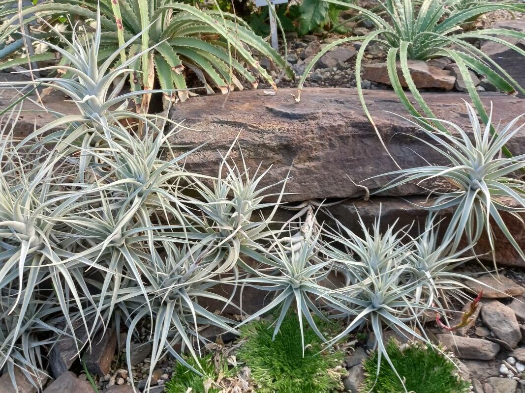 Tillandsia albida habit