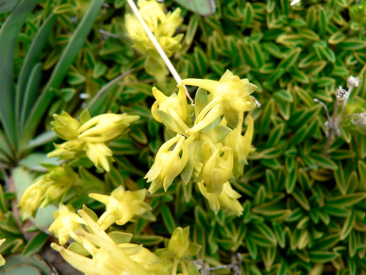 Halenia pulchella — houseplant care guide