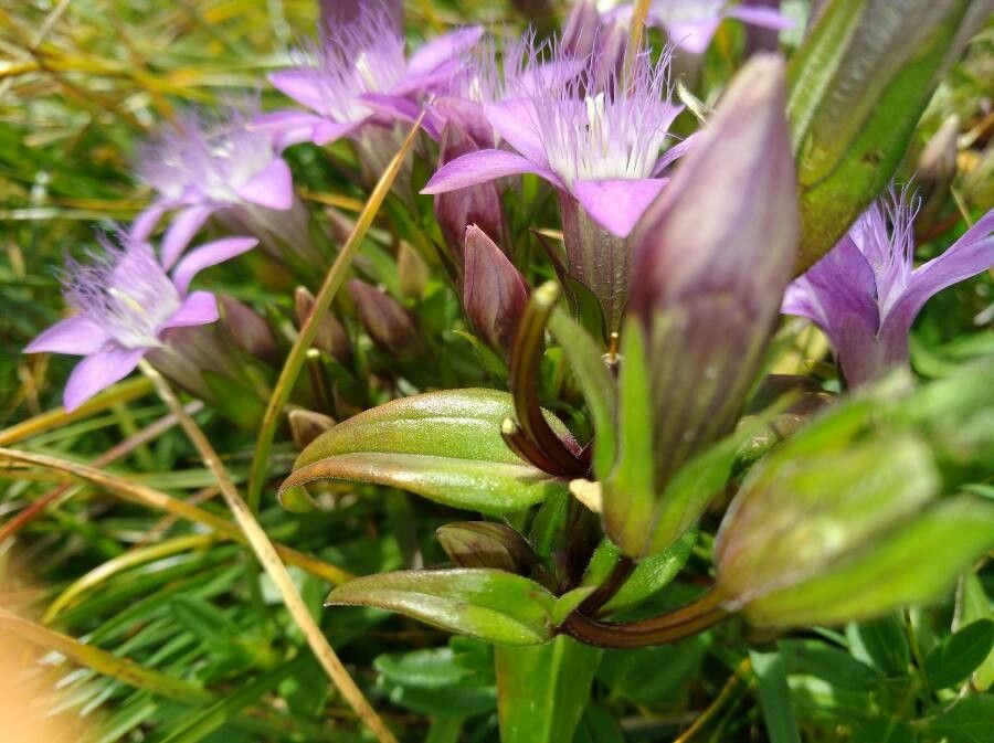 Gentianella germanica — search result for 'United Kingdom'