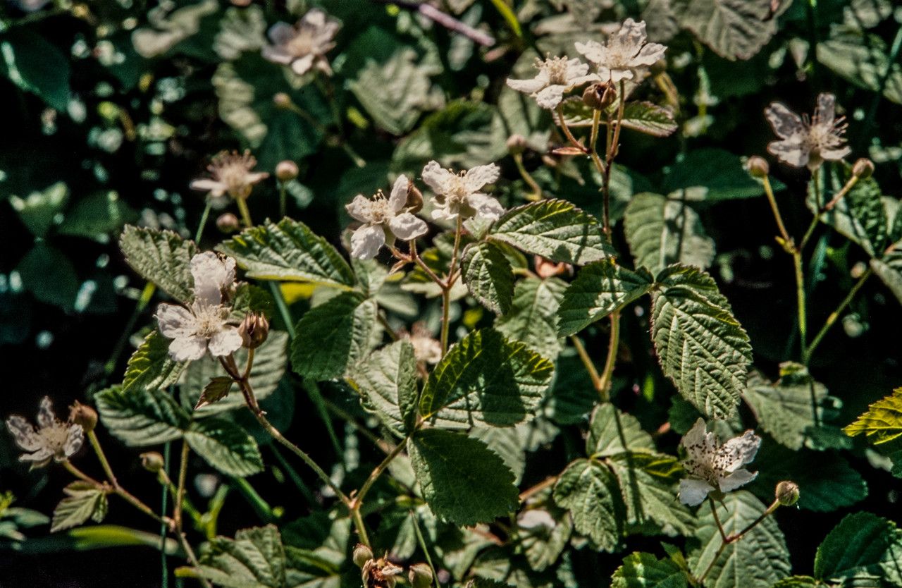 Rubus saxatilis flower