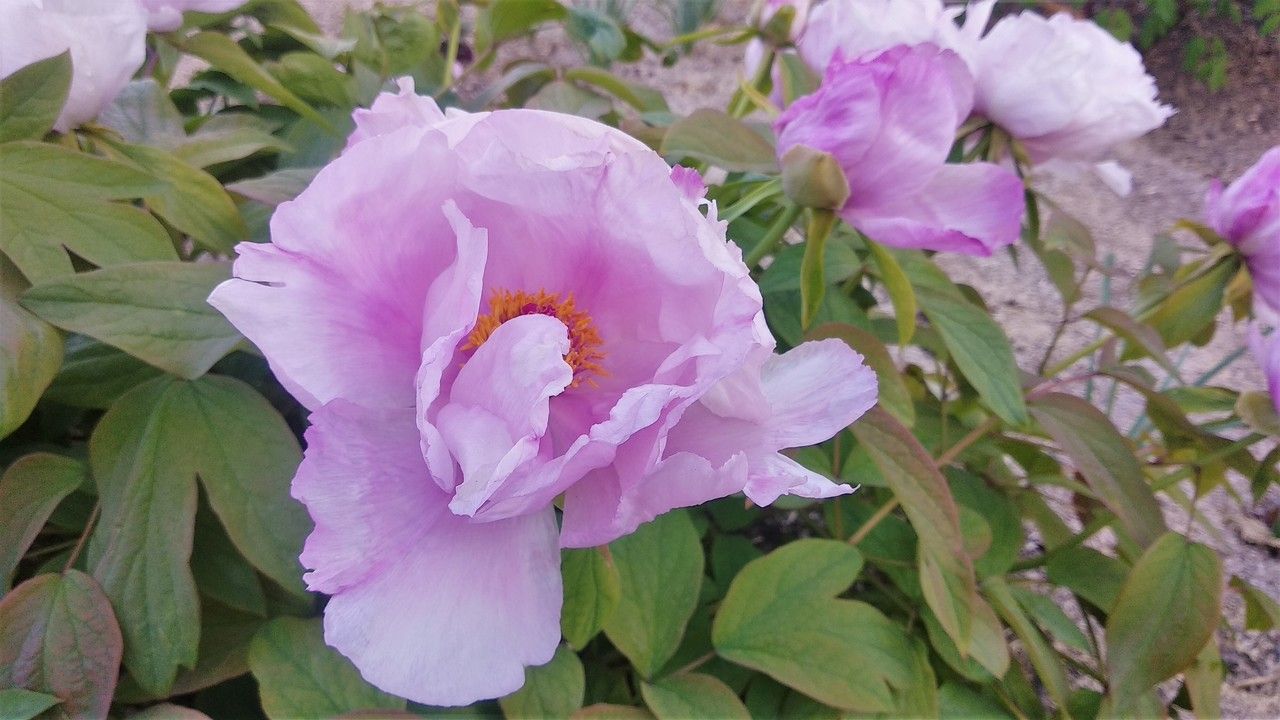 Paeonia ostii flower