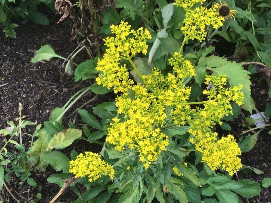 Patrinia scabiosifolia flower