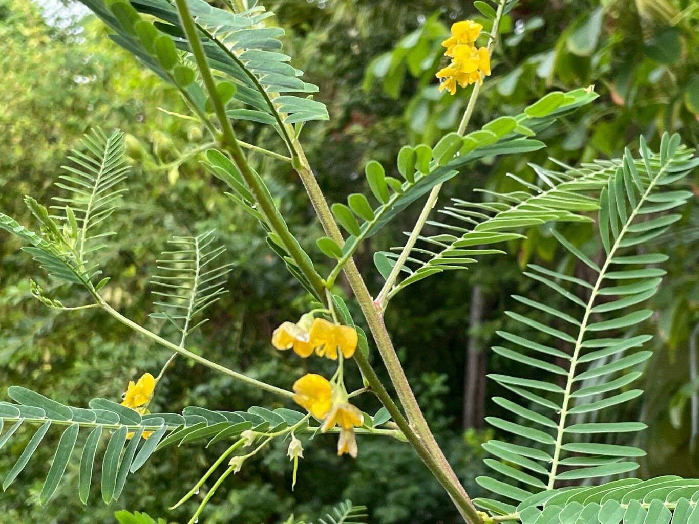 Sesbania sericea leaf