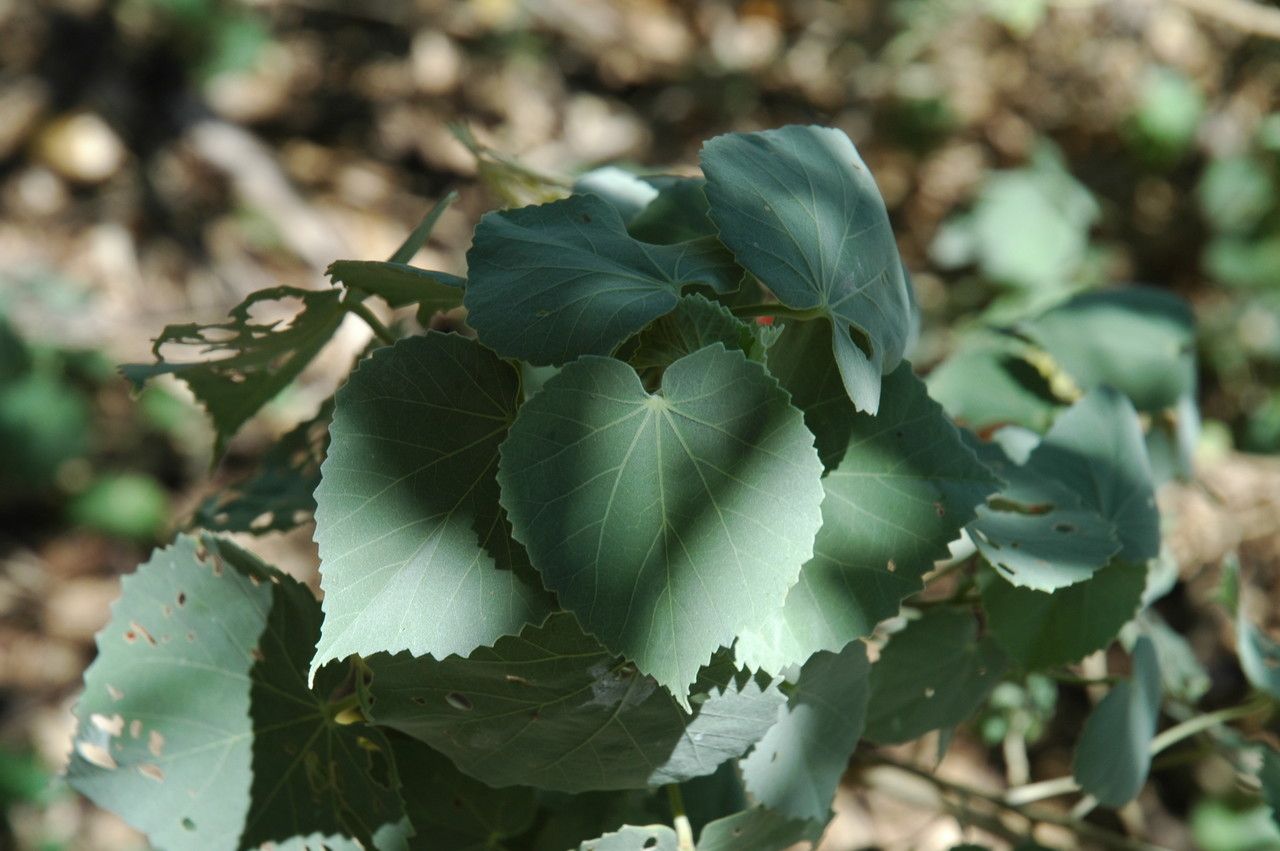 Abutilon menziesii — search result for 'Abutilon'