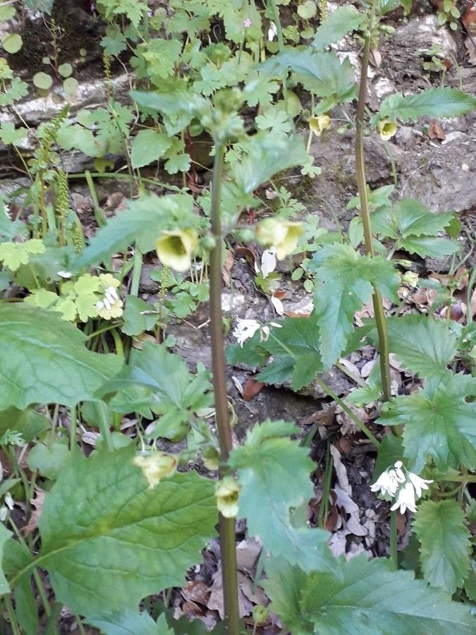 Scrophularia trifoliata leaf