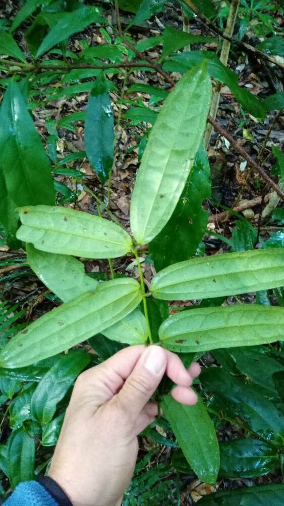 Ripogonum discolor leaf