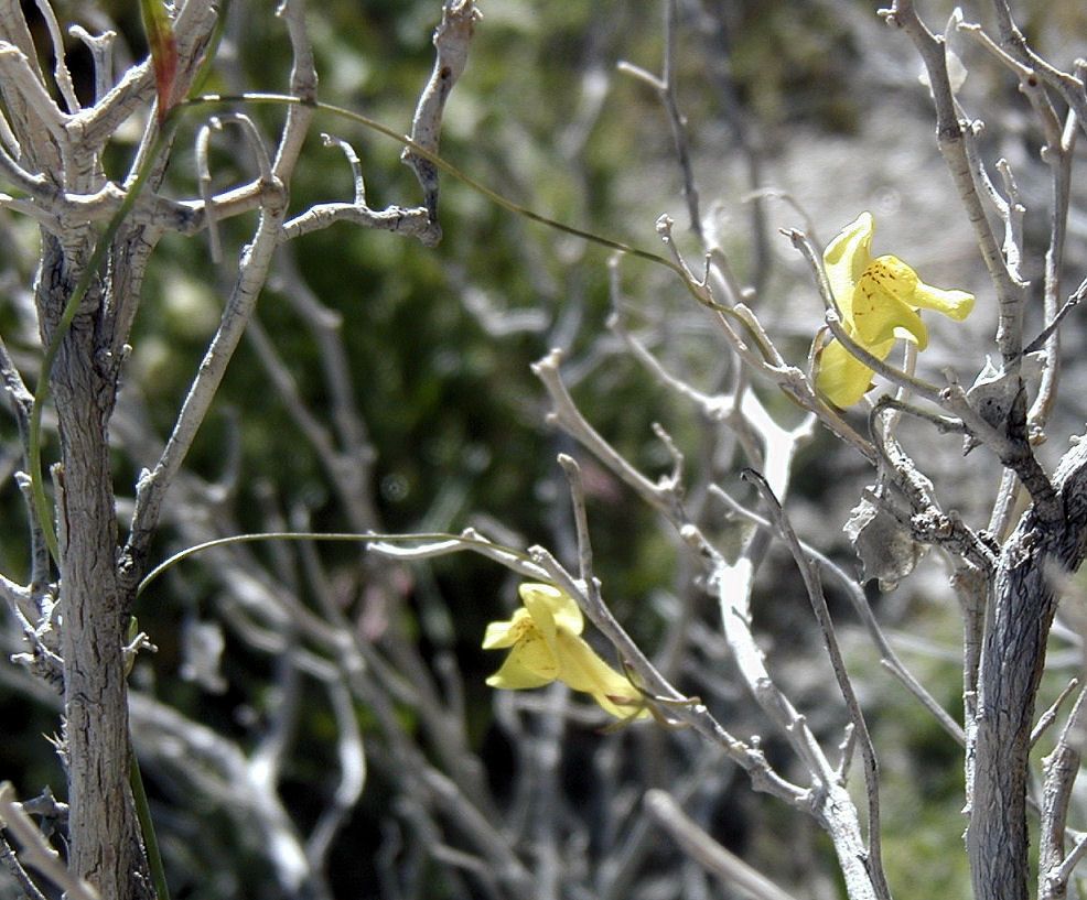 Neogaerrhinum filipes flower