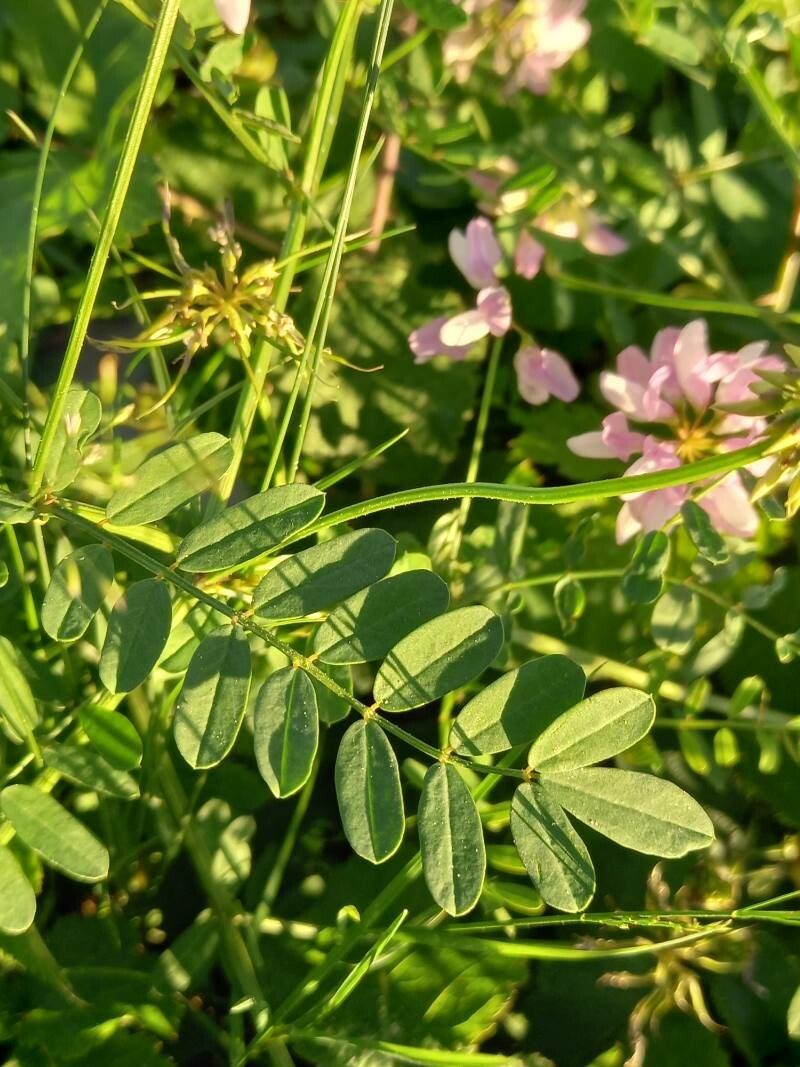 Coronilla varia — search result for 'Rosa'
