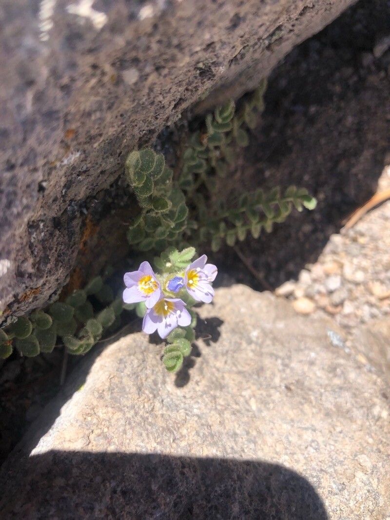 Polemonium viscosum flower