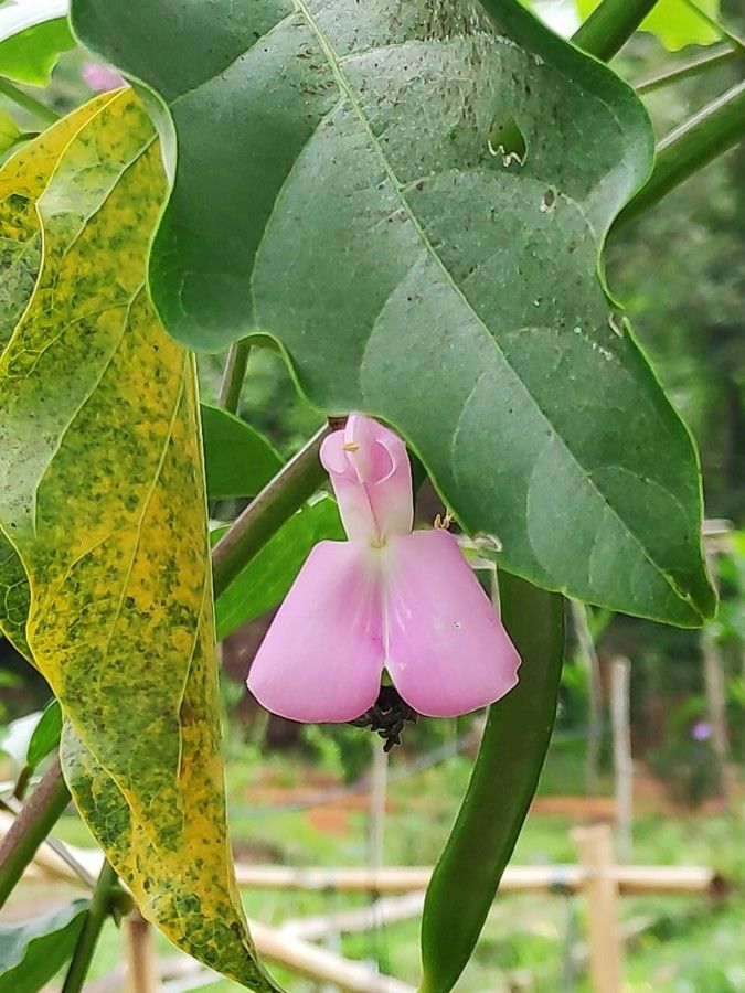 Canavalia gladiata flower