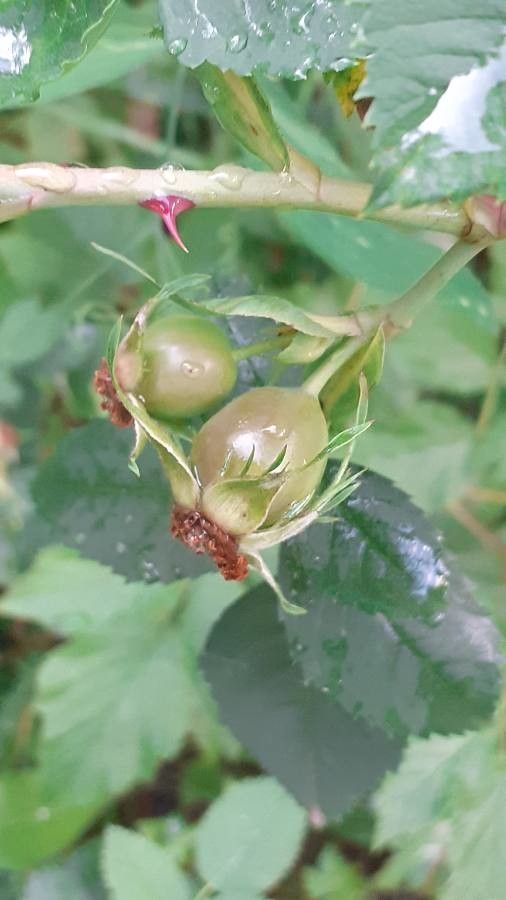 Rosa dumalis fruit