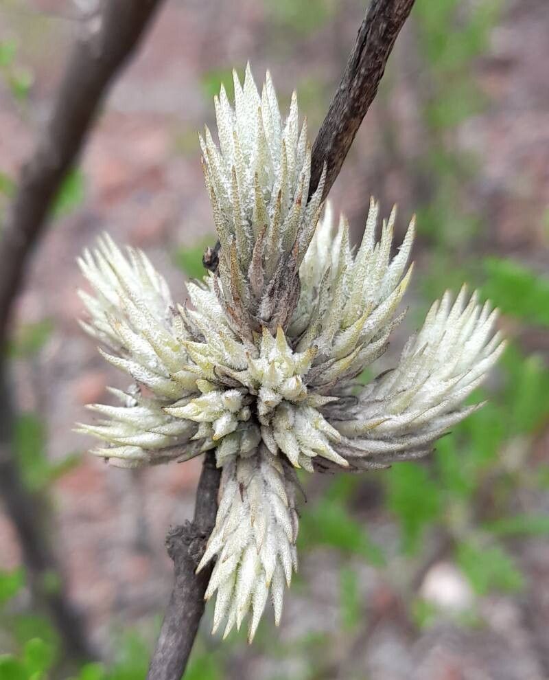 Tillandsia pedicellata habit