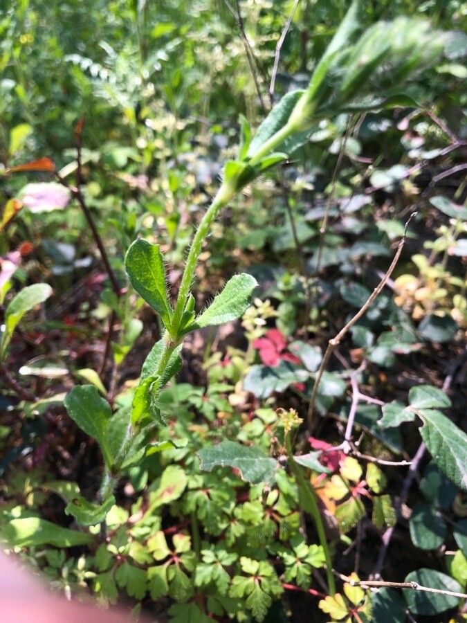 Silene mutabilis — houseplant care guide