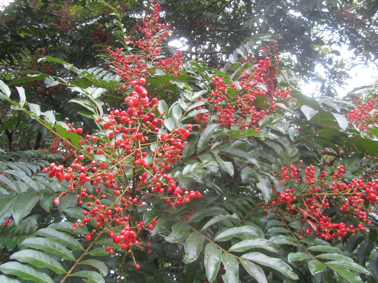 Mosquitoxylum jamaicense fruit