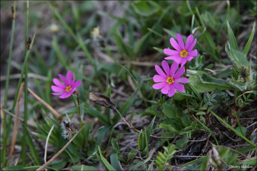 Primula cuneifolia flower
