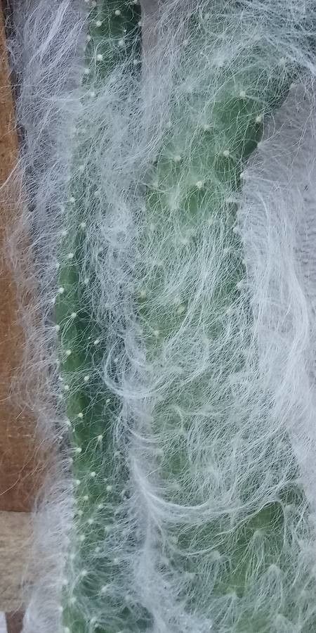 Opuntia orbiculata flower