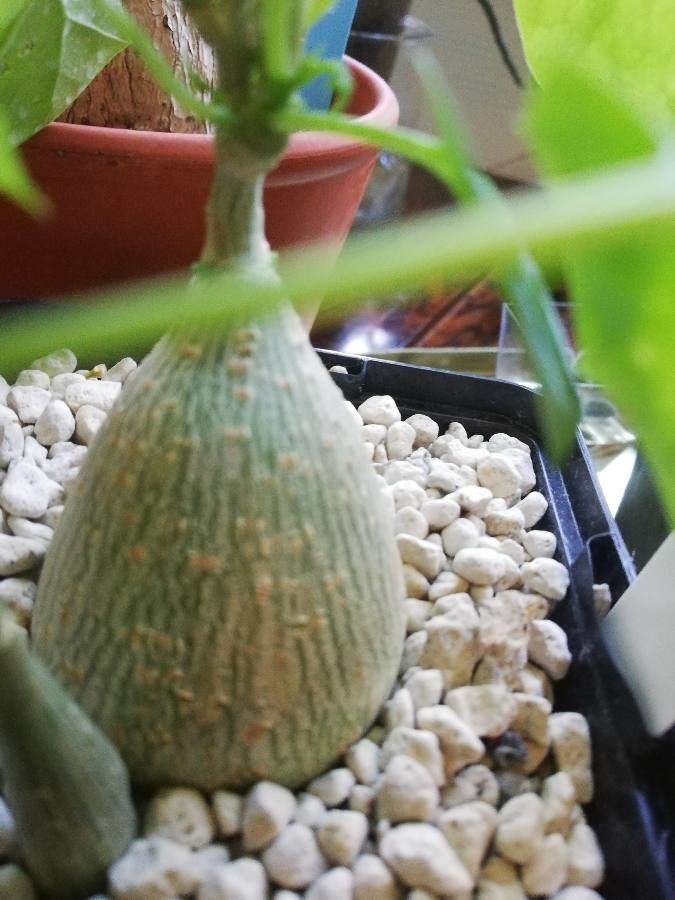 Gerrardanthus macrorhizus bark