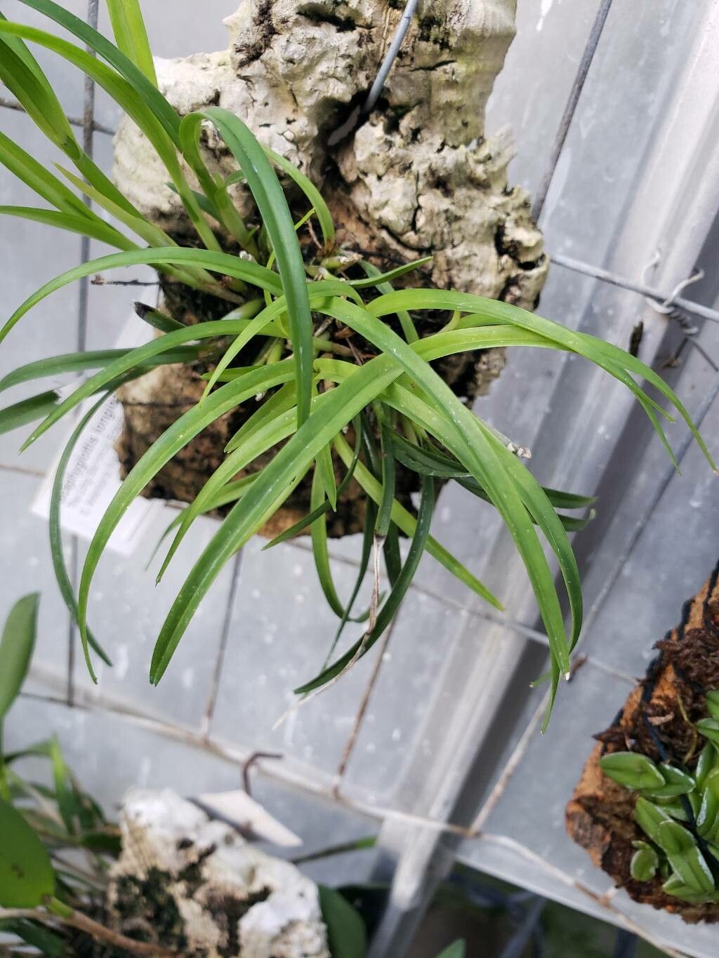 Scaphyglottis longicaulis — houseplant care guide