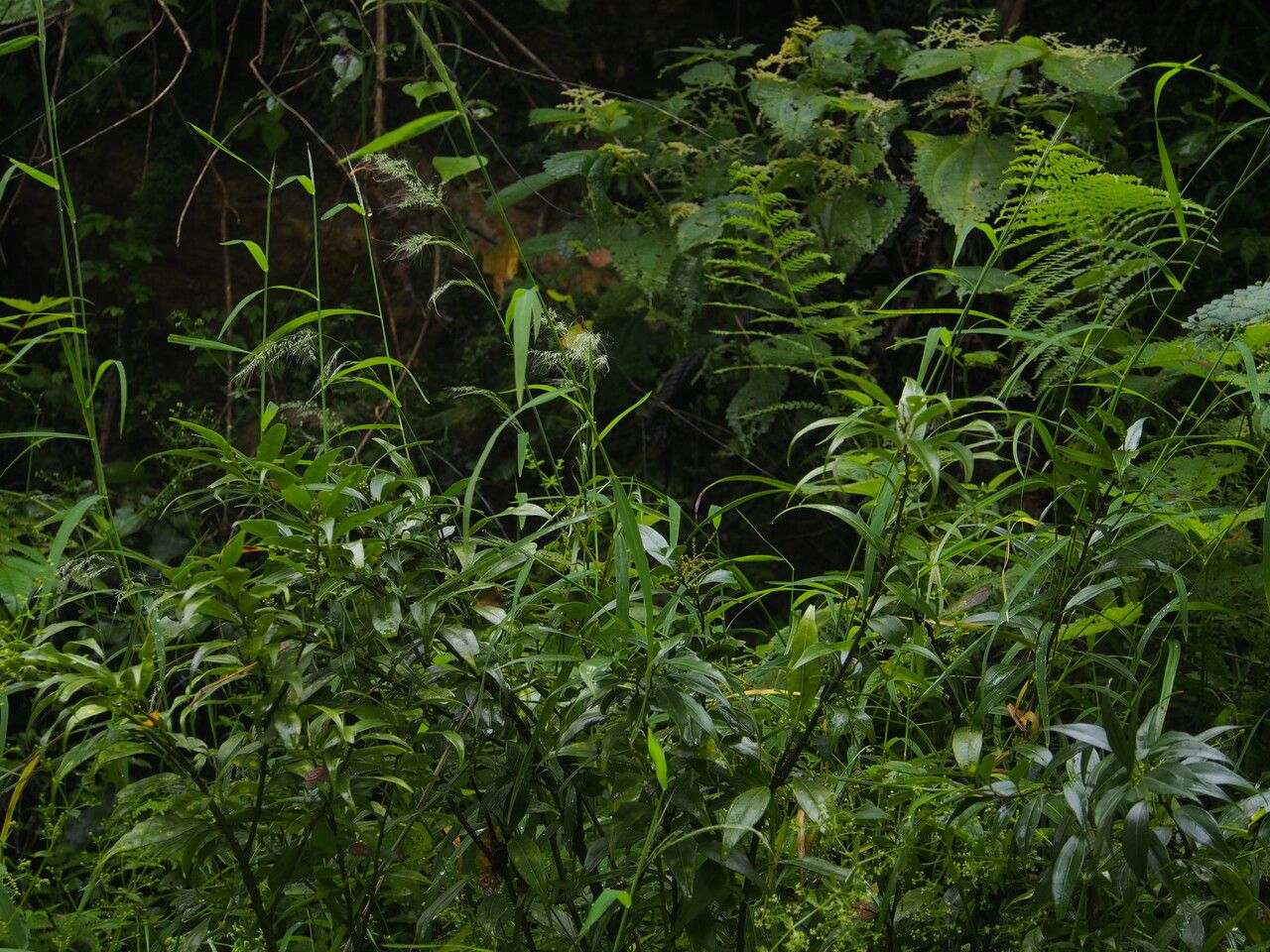 Muhlenbergia huegelii — houseplant care guide