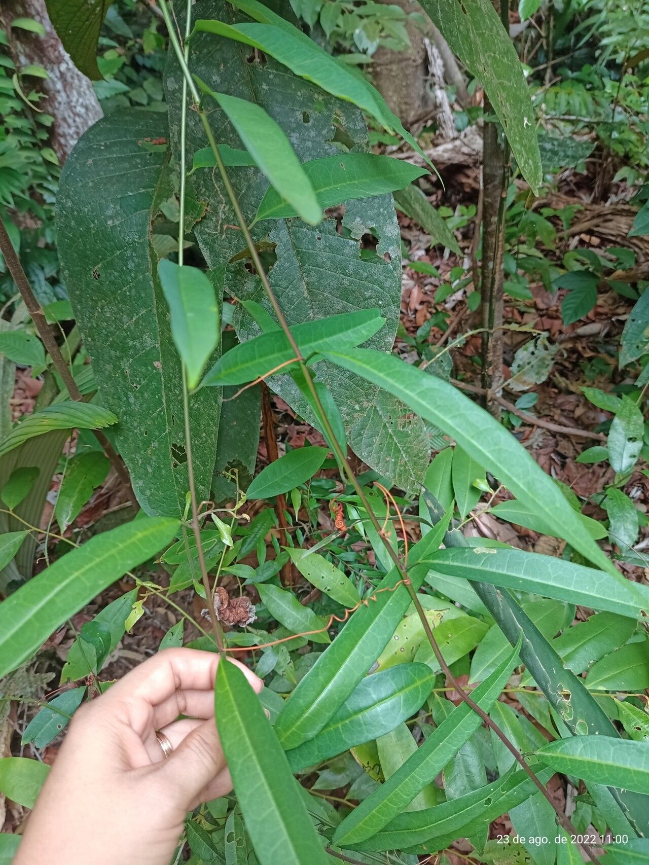 Passiflora ernestii leaf