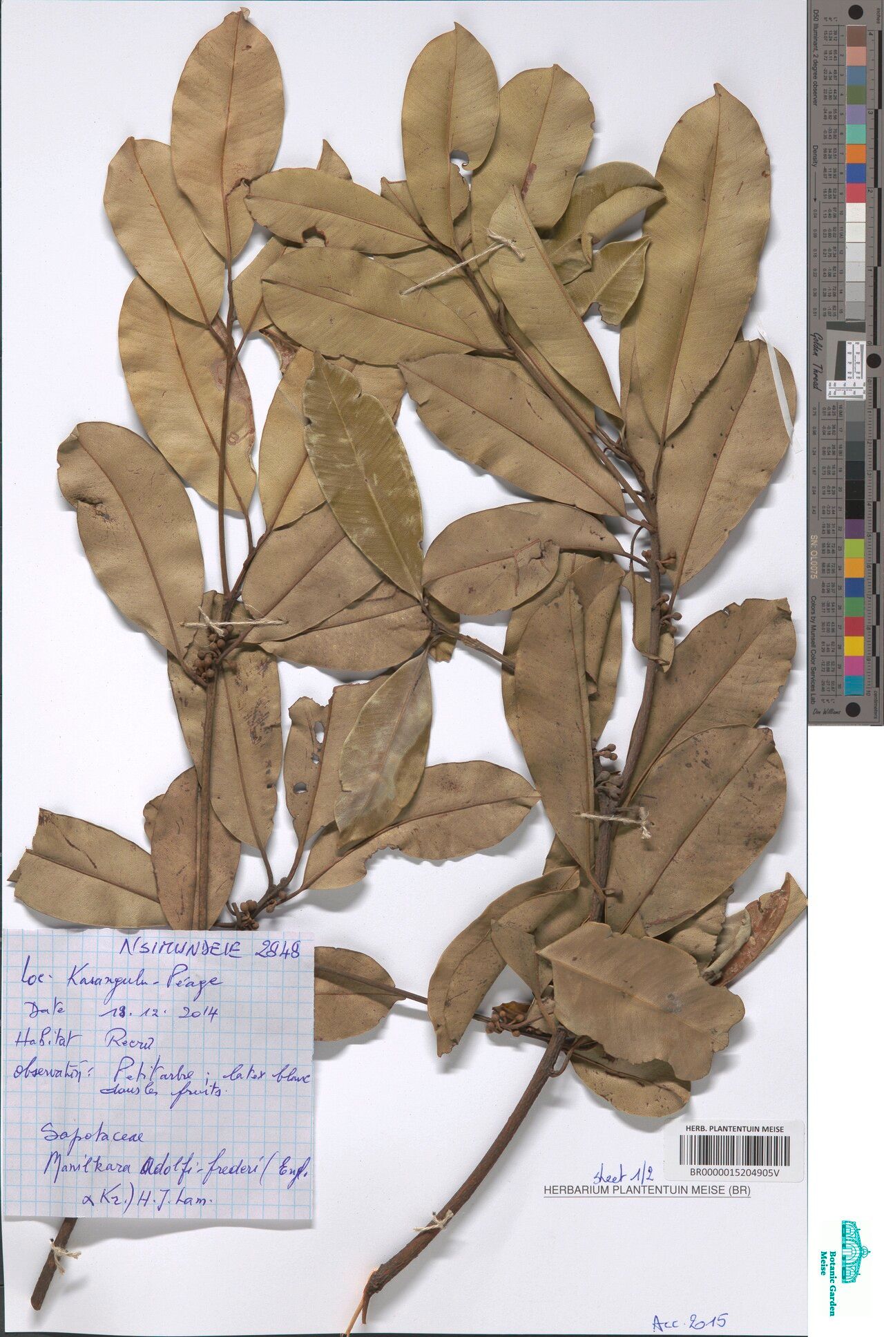 Manilkara adolfi-friederici — related species from the same genus