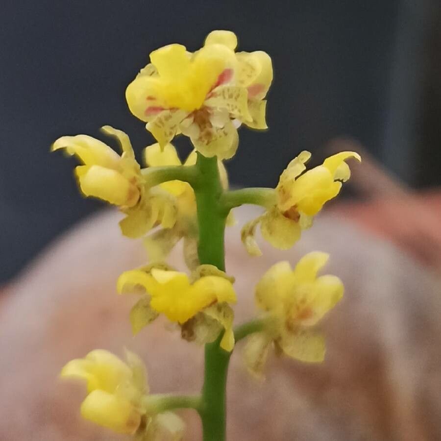 Trichocentrum pumilum — houseplant care guide