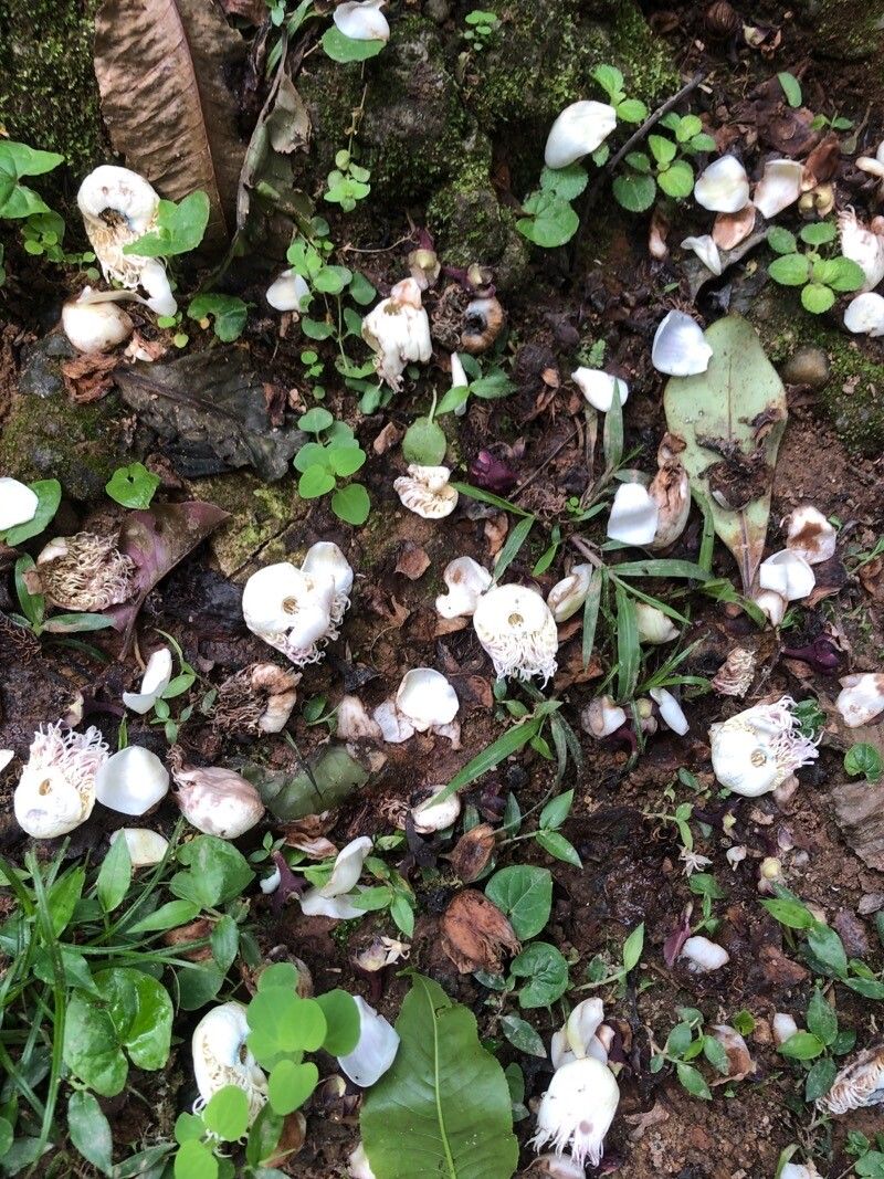 Lecythis ampla flower