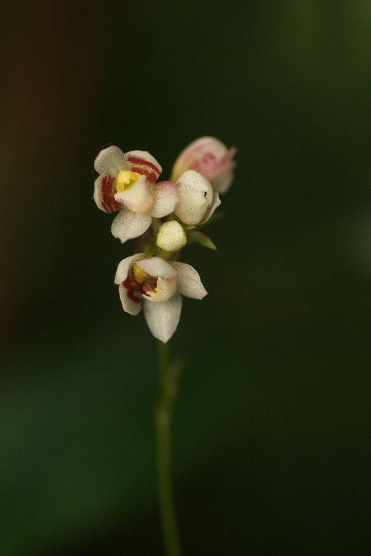 Cheiradenia cuspidata flower