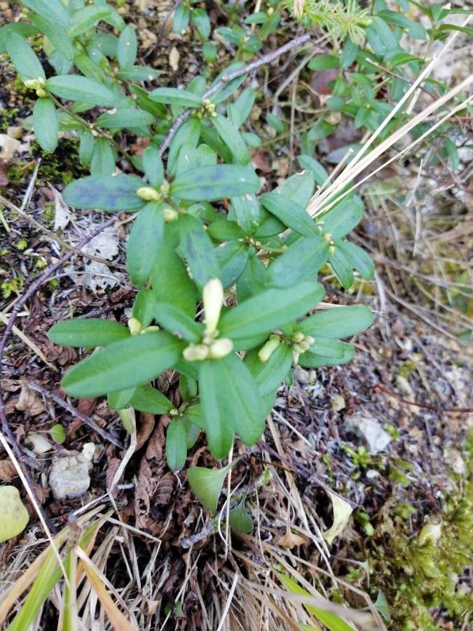 Polygala amara — search result for 'Croatia'