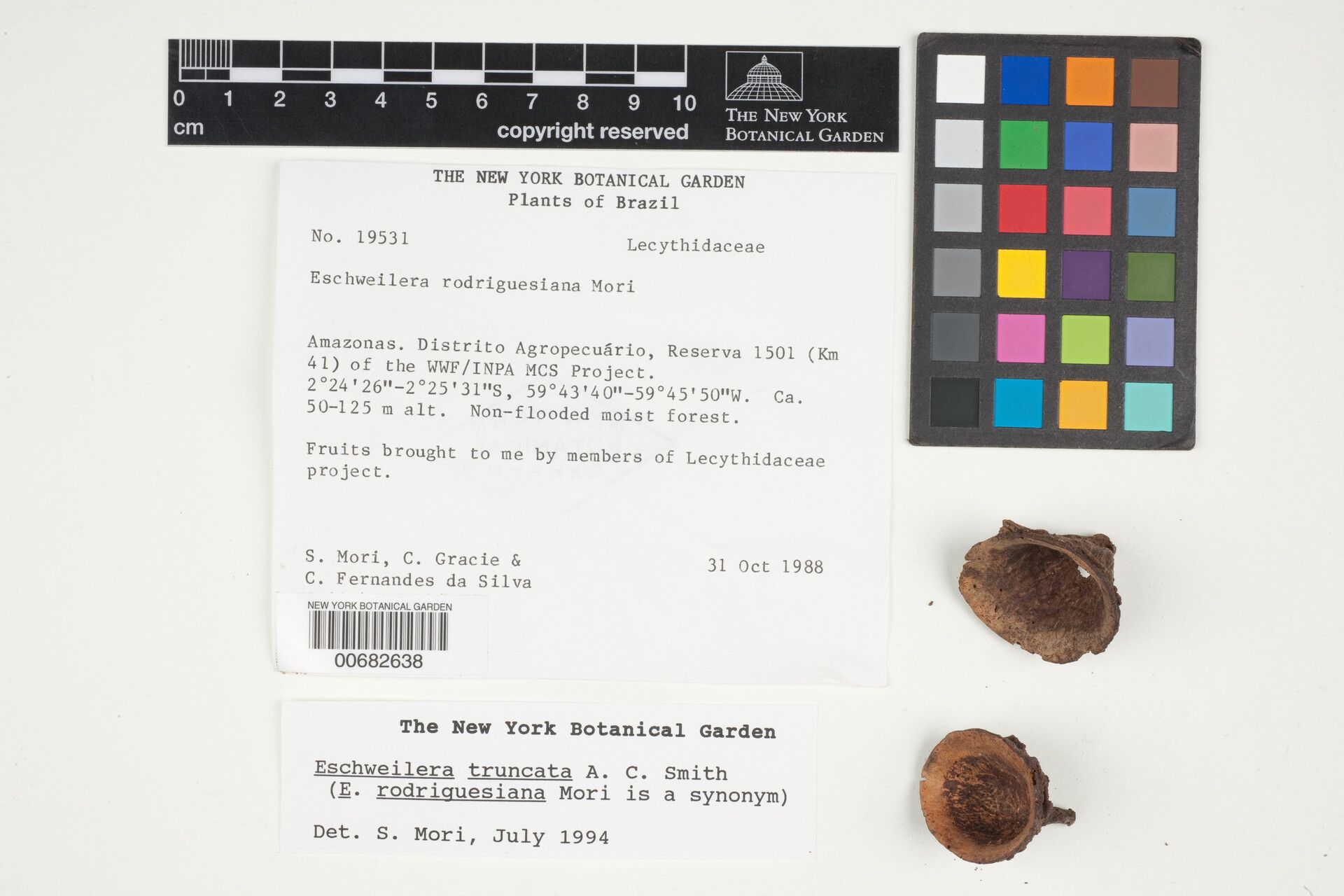 Eschweilera truncata flower