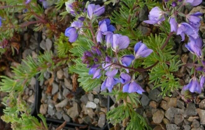 Veronica armena flower