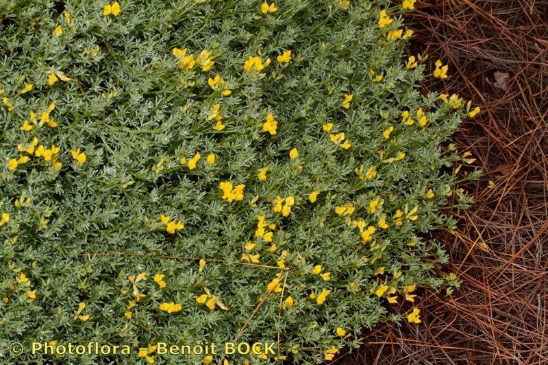 Lotus spartioides habit