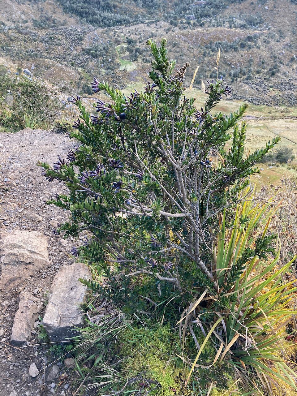 Cestrum buxifolium habit