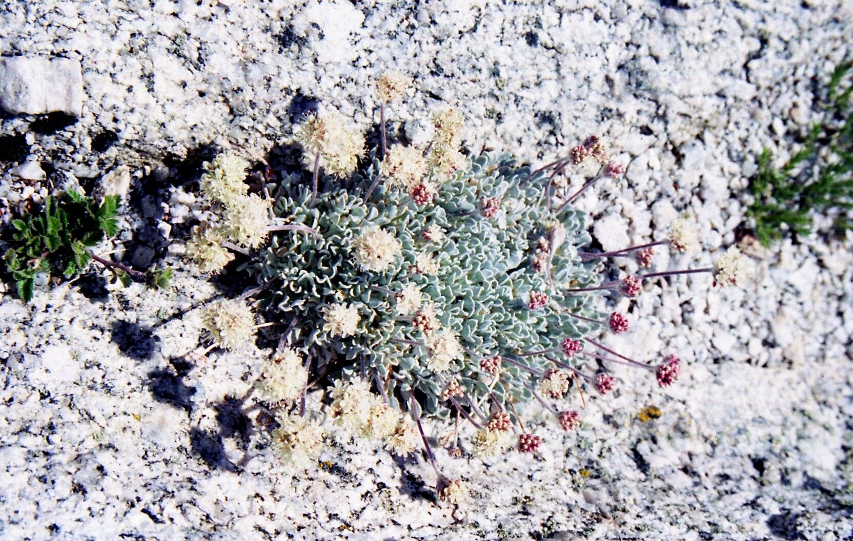 Eriogonum ovalifolium flower
