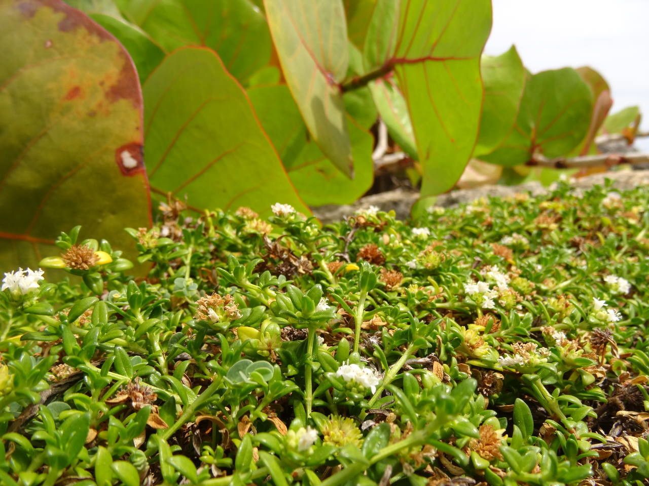 Spermacoce dussii habit