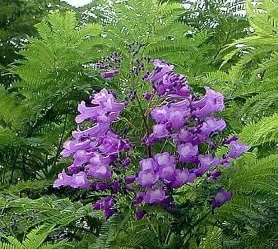Jacaranda obtusifolia leaf